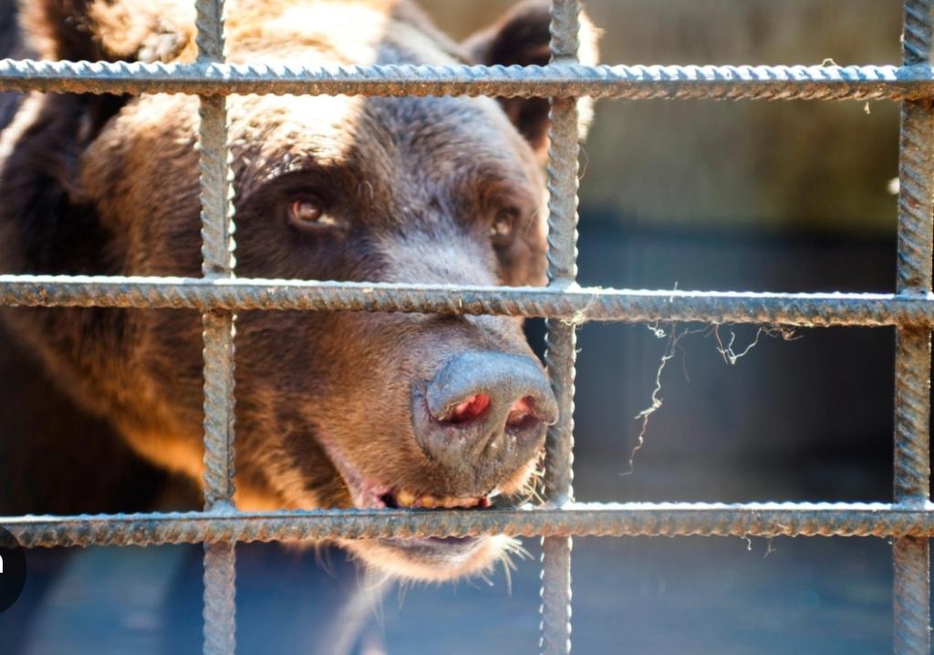 petition-photo